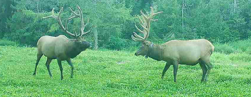 Pennsylvania bull elk in Pennsylvania elk country