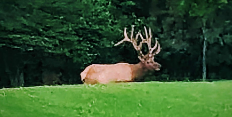 Pennsylvania bull elk for a guided Pennsylvania elk hunt