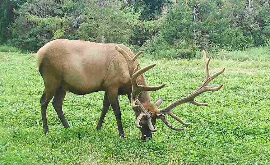 Pennsylvania bull elk in velvet during the Pennsylvania elk season